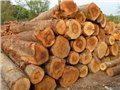 深圳盐田港木材进口代理报关公司，欧洲木材进口报关代理 图片