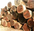 广州黄埔港木材进口代理清关，东南亚木材进口报关代理 图片
