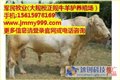 宁夏波尔山羊养殖,甘肃利木赞牛养殖厂家,军民牧业供 供应信息