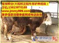 辽宁肉牛犊养殖厂家,河北波尔山羊养殖基地,军民牧业供 供应信息
