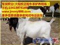 贵州波尔山羊养殖场,湖南波尔山羊养殖场,军民牧业供 供应信息