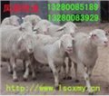 纯种杜泊羊选种技术杜泊羊市场价格杜泊羊大型养殖基地 图片