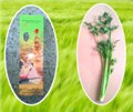 章丘鲍芹的种植 供应信息