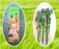 潍坊市章丘鲍芹 供应信息