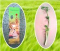 章丘鲍芹营养价值 供应信息