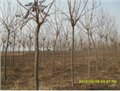 6-12公分定植二年北栾价格 供应信息
