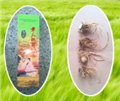 山东章丘鲍芹 供应信息
