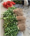 福建：白花高产油茶苗培育基地 图片