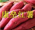 河北康垒红薯批发 供应信息