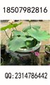 吉林陶瓷大缸,长春陶瓷大缸  图片
