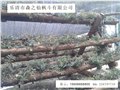 中國鐵皮石斛之鄉(xiāng)--落戶樂清雙峰 圖片
