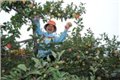 采摘去哪里报名 供应信息