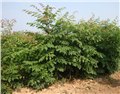北栾树苗厂家 供应信息
