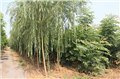 济宁柳树厂家-济南市冠源 供应信息