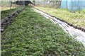 河北速生金叶复叶槭 供应信息
