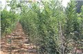 菏泽4-8公分国槐小苗 供应信息