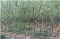 河北4-8公分柳树小苗 供应信息