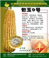 玉米种子 中国种子交易网3 图片