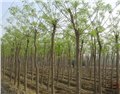 国槐树苗厂家批发大量优质树苗 供应信息