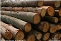 大理石木进口报关代理/进口木材海关审价是多少 图片