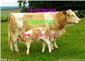 低价出售基础母牛千头基础母牛品种基础母牛价格基础母牛市场行情 图片