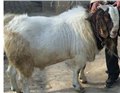 山东波尔山羊大型繁育基地波尔山羊供求价格波尔山羊市场行情 图片