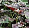 含青花素的蔬菜哪家好 供应信息