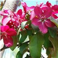 供应红巴伦海棠小苗\君林苗木基地 供应信息