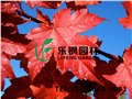 彩叶苗木新品种报价表 供应信息