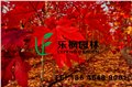 山东秋火焰红枫小苗价格 供应信息