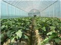 浙江新型大棚骨架厂家【新盛源】安装设计一条龙服务 供应信息