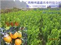 广西优质茂谷柑苗供应 图片
