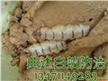 南宁具有良好口碑的白蚁防治|一流的南宁仓库灭白蚁 供应信息