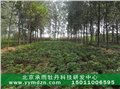 林下种植油用凤丹技术方法 图片