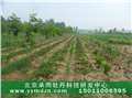北京承雨油用凤丹牡丹种苗保成活率 图片