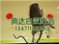 【荐】放心的酒店灭老鼠_南宁害虫防治推荐 供应信息