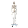 人体骨骼模型XC-101 180cm 图片