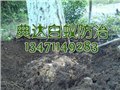 宾阳园林树木灭白蚁——南宁园林树木白蚁防治品牌 供应信息
