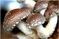 蘑菇灯真菌类食用菌 图片