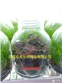 组培专家金红梅 供应信息