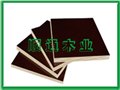 哈尔滨建筑模板 供应信息