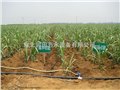 贵州水城县滴灌设备厂家|专业生产滴灌带 图片