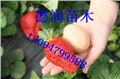 草莓苗品种草莓苗 草莓苗价格 行情 图片
