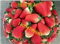 章姬草莓苗价格 图片