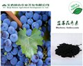蓝莓花青素20%欧标 图片