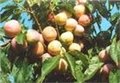 2公分以上桃树苹果树 图片