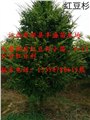 江西红豆杉小苗、2-15公分红豆杉树苗、红豆杉价格 图片