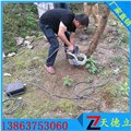 ZGS450电动挖树机 1.2KW220V苗木起苗断根机  图片
