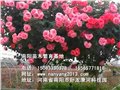 南阳树状月季/南阳苗木繁育基地 供应信息