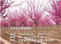 南阳合欢/南阳苗木繁育基地 供应信息